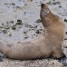 lion_sea_galapagos_san_h_0052_ecu2249.jpg